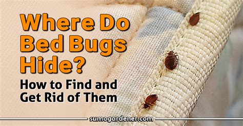 Do Bed Bugs Hide in Books? An Insightful Exploration into the Parasite's Hidden Habits