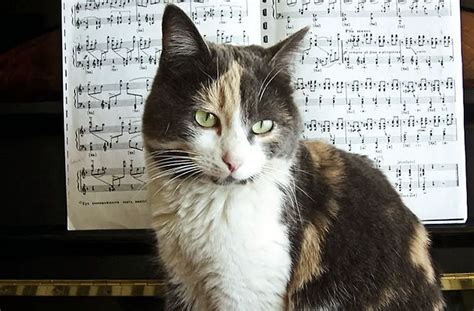 what music do cats like? Do they prefer classical over rock?